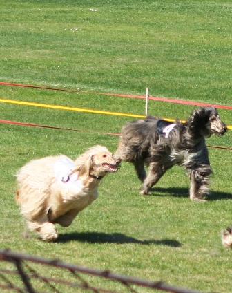 Afghan Hound Breed Information History Health Pictures And More