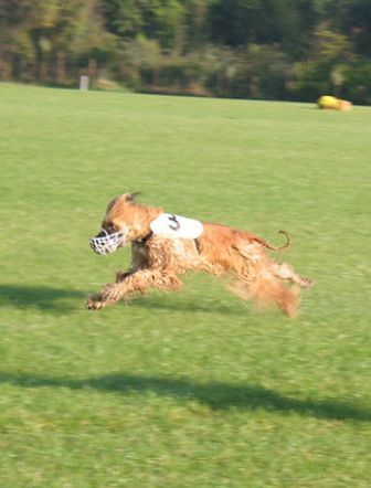 Afghan Hound Breed Information History Health Pictures And More