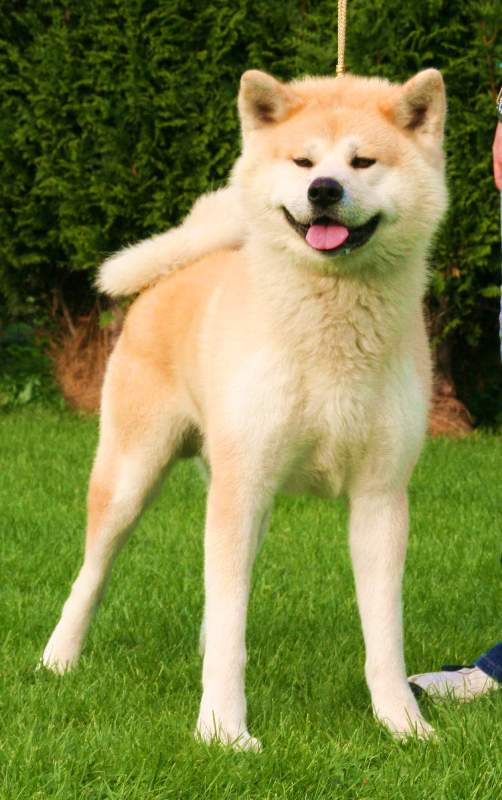 Akita Inu Breed Information: History 