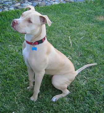 bull terrier hypoallergenic