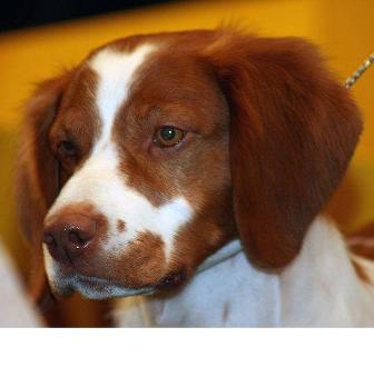 Brittany Spaniel Breed Information History Health Pictures And