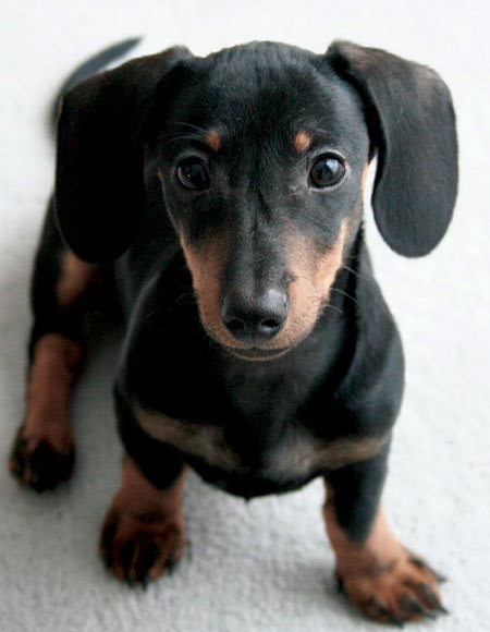 Miniature Dachshund Smooth Haired Breed Information History