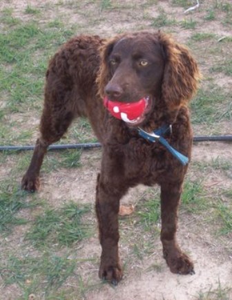 Murray River Curly Coated Retriever Breed Information History