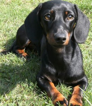 Rabbit Dachshund Smooth Haired Breed Information History Health