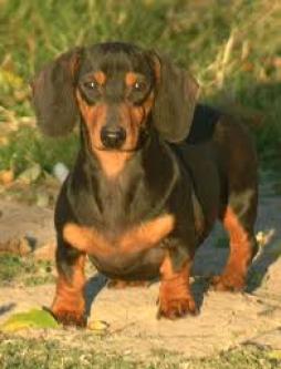 Miniature Dachshund Smooth Haired Breed Information History