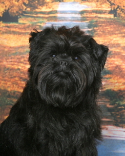 a schnauzer is a cross between a affenpinscher and what other dog