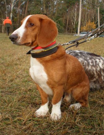 westphalian dachsbracke is a mixed breed