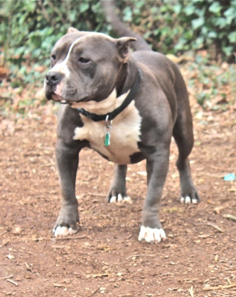 How long can a american bully live
