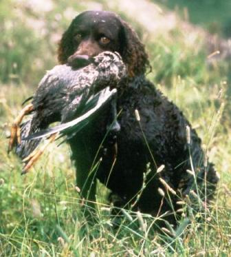 are english water spaniels extinct