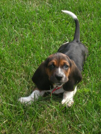 are grand basset griffon vendeen puppies lazy