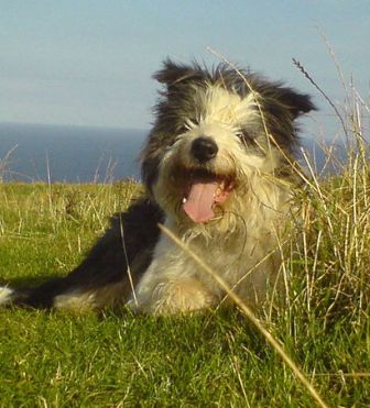 are bearded collie aggressive