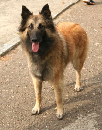 are belgian sheepdog hypoallergenic