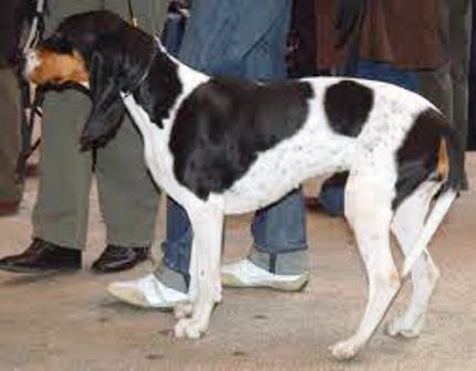 what is the temperament of a bruno jura hound