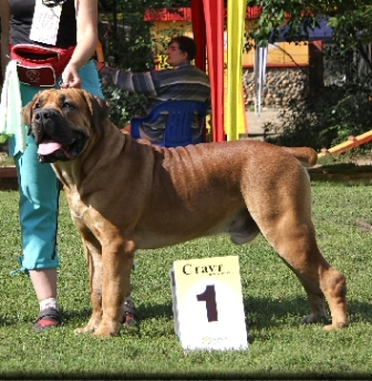 Boerboel Breed Information History Health Pictures And More