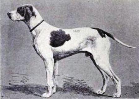 is the braque saint germain a good breed of dog