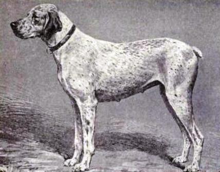 braque du bourbonnais is a mixed breed