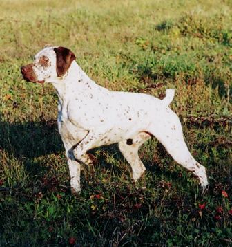 braque du bourbonnais is a mixed breed