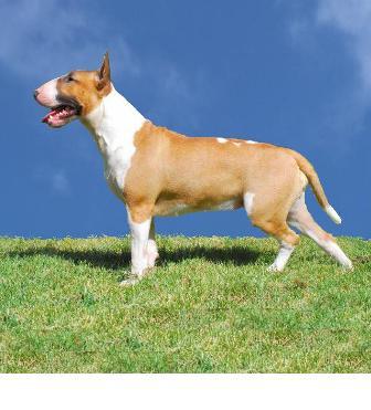 is an english bull terrier a dangerous dog