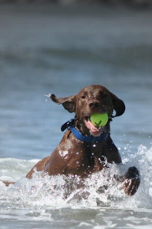 does the chesapeake bay retriever bite hard