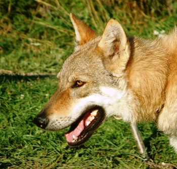 are czechoslovakian wolfdog aggressive