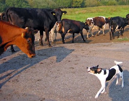 are farmdog aggressive
