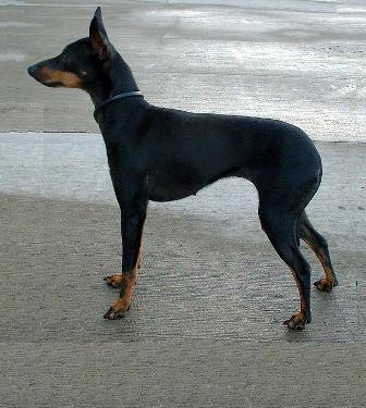 are english toy terriers good guard dogs