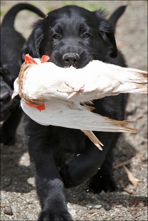 Flat Coated Retriever Breed Information History Health Pictures And More