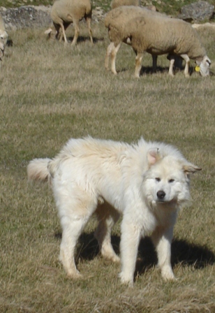 can a great pyrenees kill a wolf