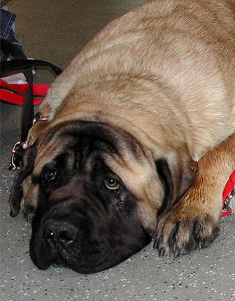 do english mastiffs get along with other dogs