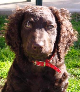 are curly coated retriever noisy