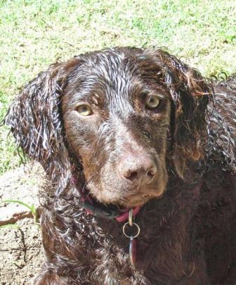 does the curly coated retriever have infectious disease