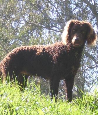 does the curly coated retriever have infectious disease