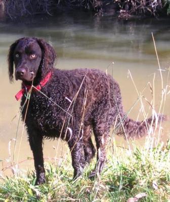 are curly coated retriever noisy