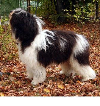 are polish lowland sheepdog aggressive