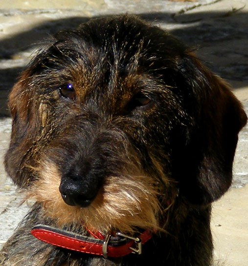 wire haired dachshund terrier mix