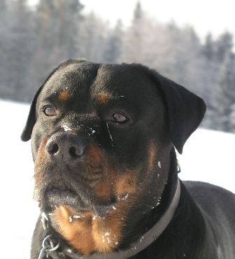 will my untrained rottweiler protect me