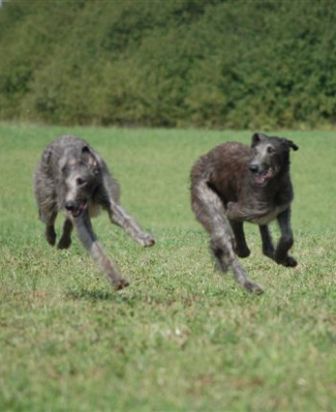 Lure Coursing FAQs (1995) – The Scottish Deerhound Club of America