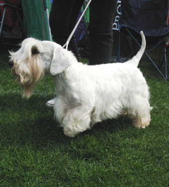 does the sealyham terrier have rabies