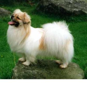 are tibetan spaniel hypoallergenic