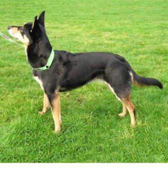 How long do red cloud kelpies live