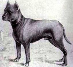 Blue Paul Terrier Breed Information: History, Health, Pictures, and more