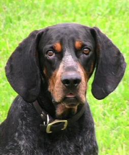 bluetick coonhound is ill with respiratory signs