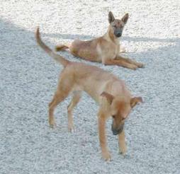 are carolina dog hypoallergenic