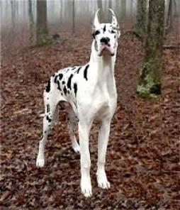 Great Dane Breed Information: History, Health, Pictures, and more