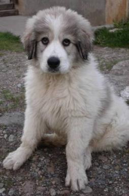 does the pyrenean mastiff have canine distemper