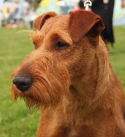 how do groomers bathe a irish terrier