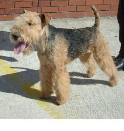 are lakeland terriers aggressive