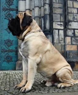 what health problems do english mastiffs have