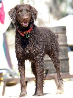 does the curly coated retriever have infectious disease