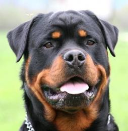 Rottweiler Breed Information: History, Health, Pictures, and more